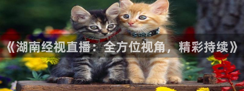 360直播体育直播nba直播：《湖南经视直播：全方位视角，精彩持续》